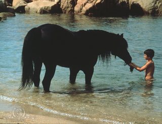 The Black Stallion still 4