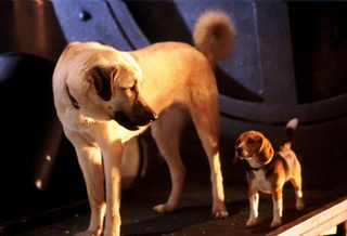 Cats & Dogs still 6