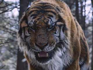 The Tiger: An Old Hunter's Tale still 1