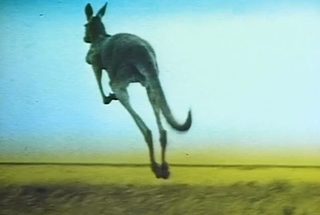 Dot and the Kangaroo still 4