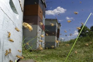Vanishing of the Bees still 1