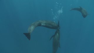 A Taste of Whale still 6