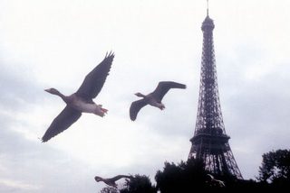 Winged Migration still 5