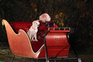 The Search for Santa Paws still 5