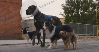 Strays still 1