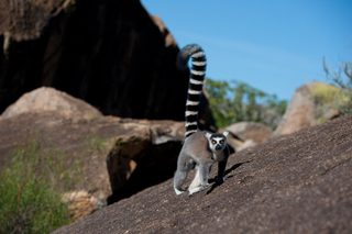 Island of Lemurs: Madagascar still 6