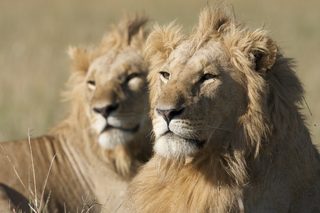 African Cats still 1