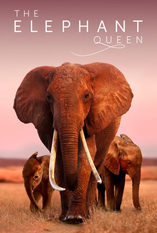 The Elephant Queen still 8
