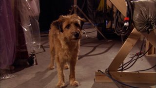 Dr. Dolittle: Million Dollar Mutts still 3