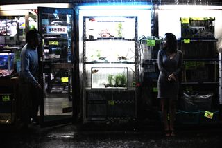 Cold Fish still 2