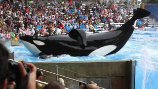 Blackfish still 6