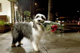 The Shaggy Dog still 7