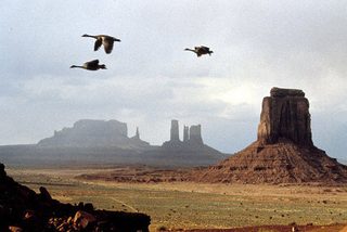 Winged Migration still 2