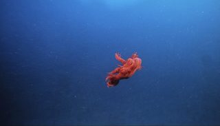Deep Sea 3D still 5