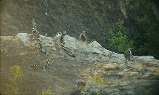 Island of Lemurs: Madagascar still 4