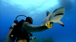 Sharkwater still 6
