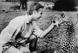 Cheetah still 1