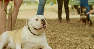 Dog Park still 2