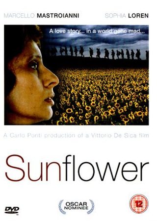 Sunflower still 7