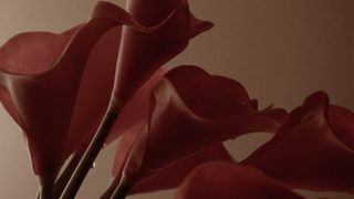 Calla Lily still 4