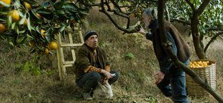 Tangerines still 1