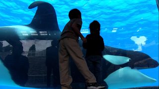 Blackfish still 5