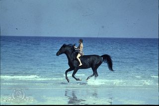 The Black Stallion still 2