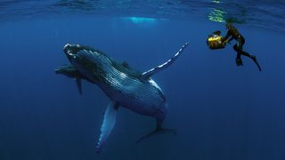 Humpback Whales still 3