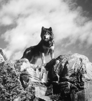 White Fang 2: Myth of the White Wolf still 6