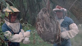 The Bees still 5