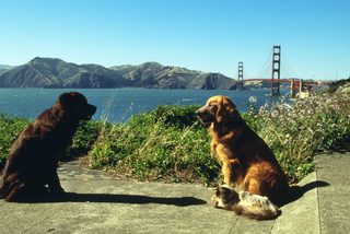 Homeward Bound II: Lost in San Francisco still 1