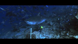 Of Shark And Man still 5
