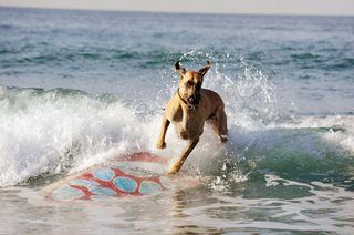 Marmaduke still 1