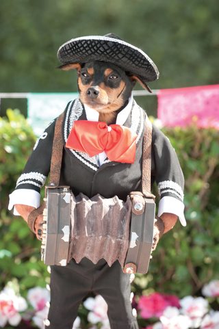 Beverly Hills Chihuahua 3 - Viva La Fiesta! still 7