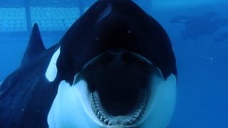 Blackfish still 7