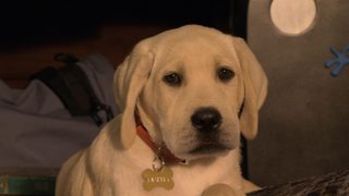 Marley & Me: The Puppy Years still 5