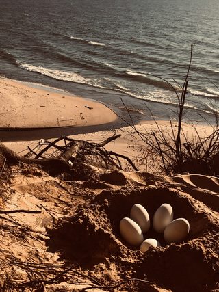 Dinosaur Cove still 5