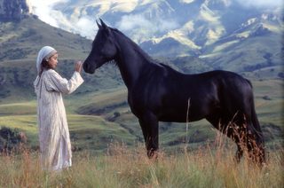 Young Black Stallion still 4
