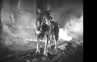 Clash of the Wolves still 2