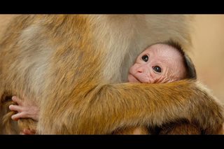 Monkey Kingdom still 3