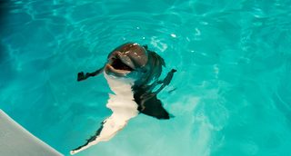 Dolphin Tale still 5