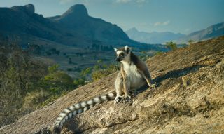 Island of Lemurs: Madagascar still 7