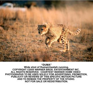Duma still 4