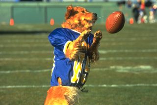 Air Bud: Golden Receiver still 3