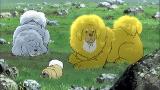 Tibetan Dog still 1