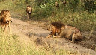 Brothers in Blood: The Lions of Sabi Sand still 5