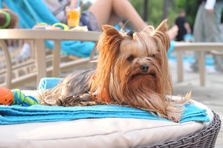 Beverly Hills Chihuahua 3 - Viva La Fiesta! still 8