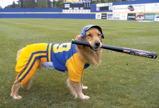 Air Bud: Seventh Inning Fetch still 6