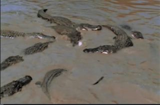 Curse of the Swamp Creature still 6