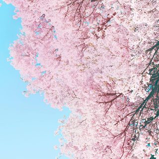 Little Forest: Winter/Spring still 3
